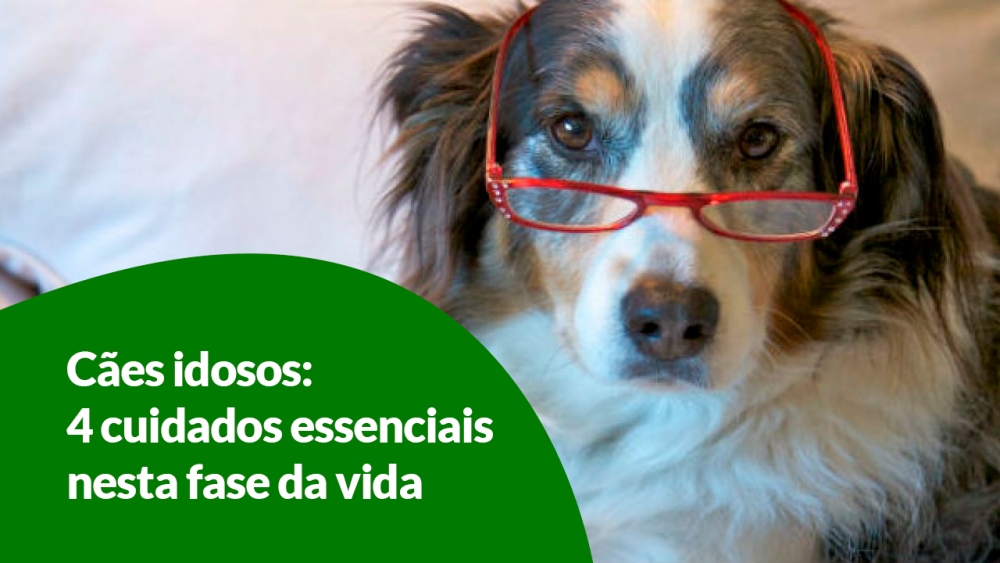 Cães idosos: 4 cuidados essenciais nesta fase da vida