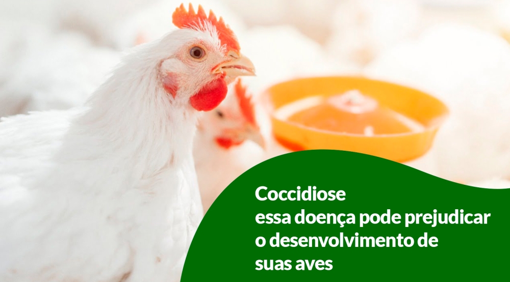 Coccidiose: essa doença pode prejudicar o desenvolvimento de suas aves