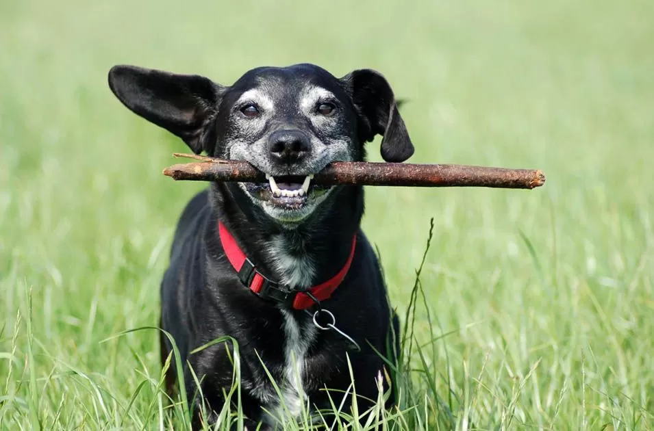 Como saber se meu cão é idoso?