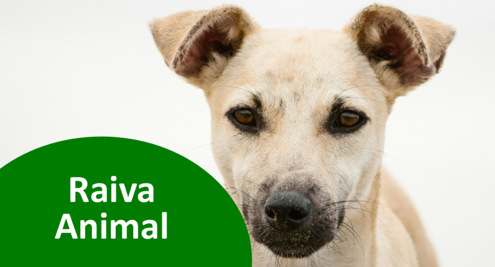 Raiva animal: ciclo, sintomas e prevenção