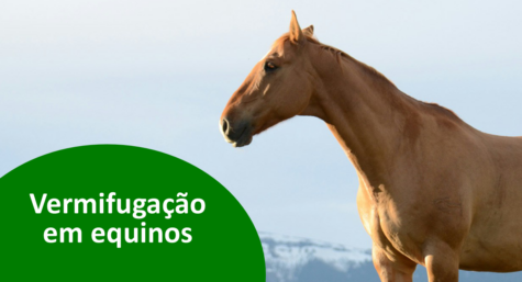 Vermifugação em equinos: importância e cuidados essenciais para a saúde dos cavalos