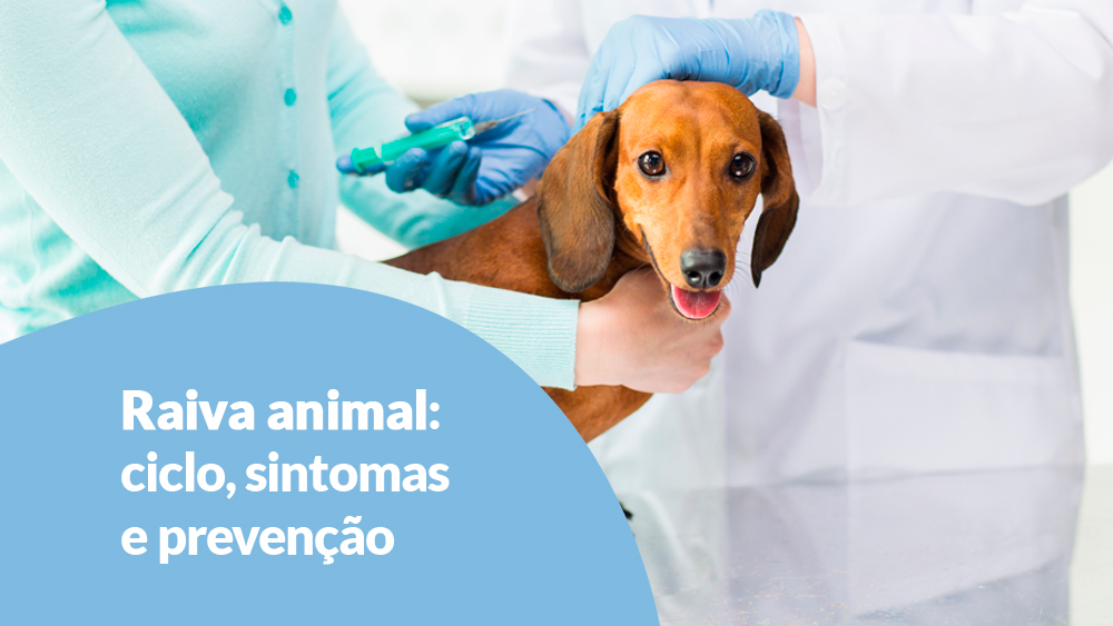 Raiva animal: ciclo, sintomas e prevenção