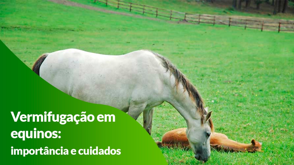 Vermifugação em equinos: importância e cuidados essenciais para a saúde dos cavalos