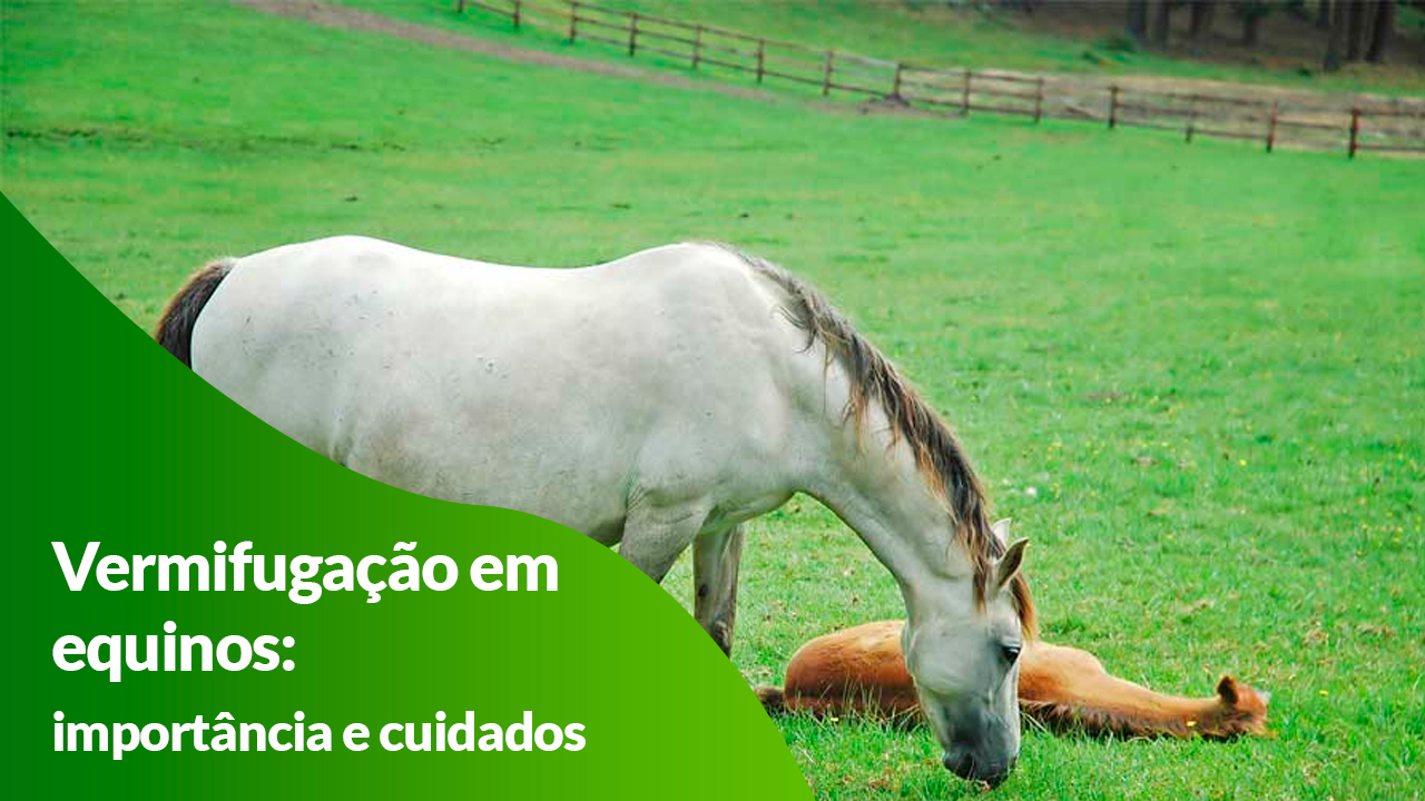 O que mais causa a morte em cavalos? Có-li-cas!, Artigos