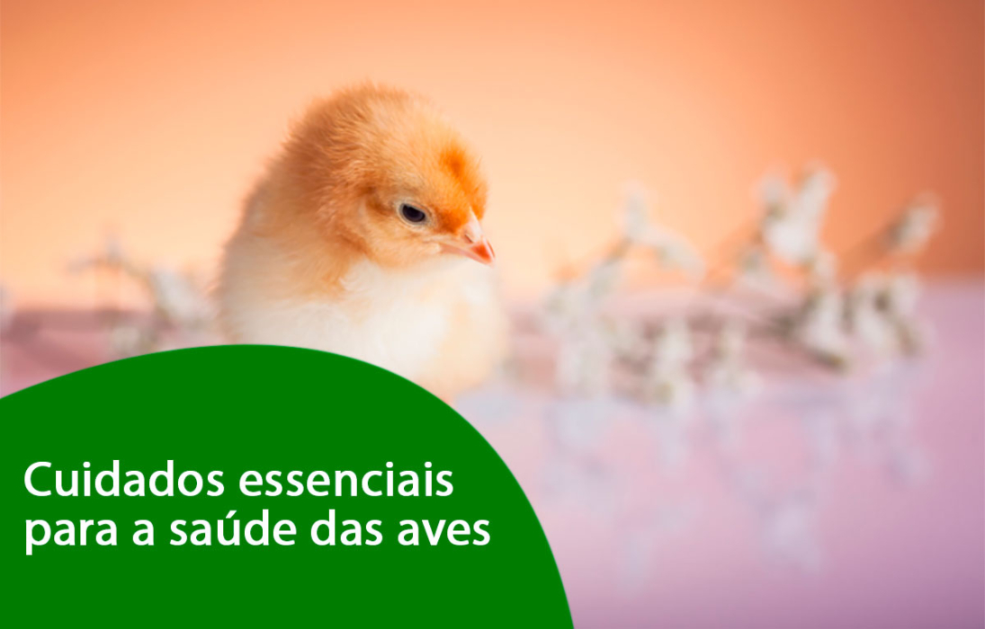 Intinho Cuidados essenciais para a saúde das aves - Indubras