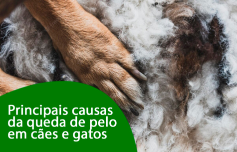 Principais causas da queda de pelo em cães e gatos