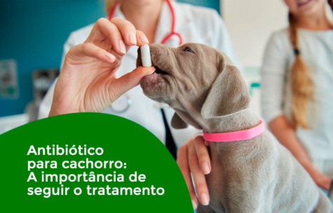 Antibiótico para cachorro: A importância de seguir o tratamento