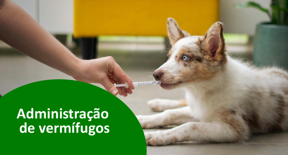 Como dar remédio de vermes para cachorro? Esclareça as dúvidas!