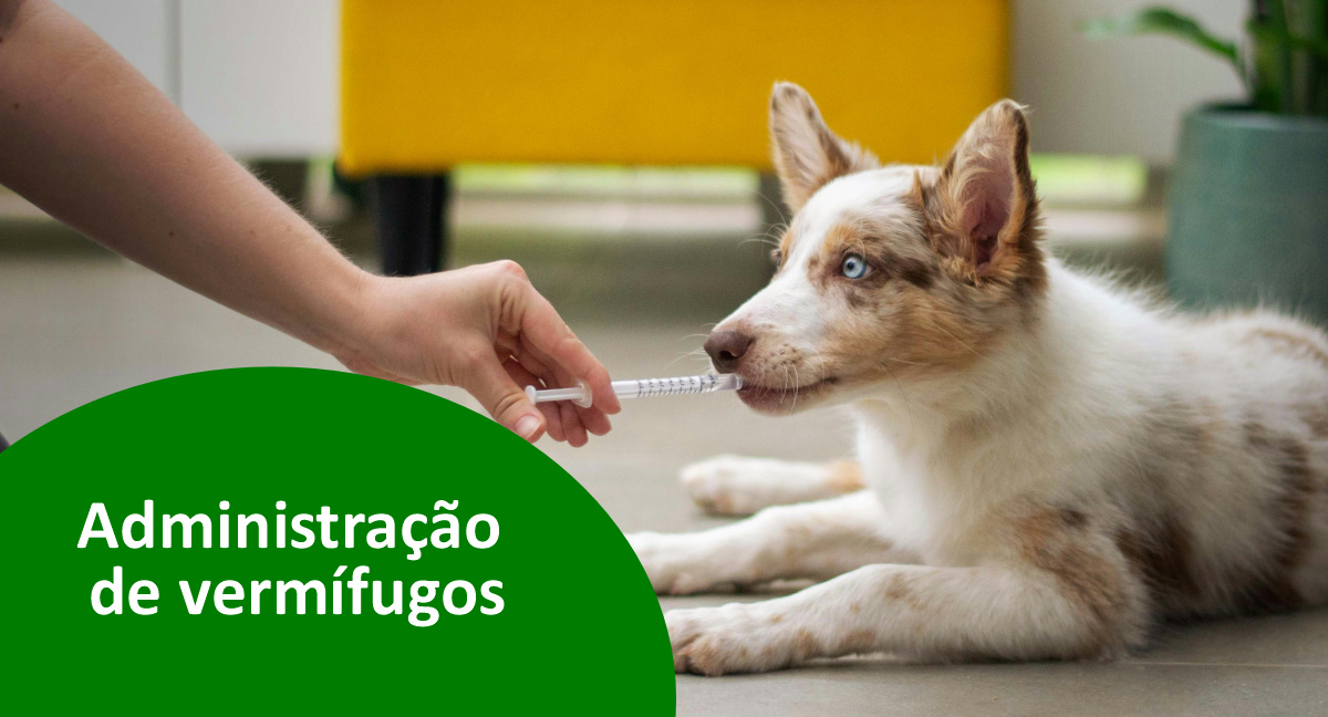 Como dar remédio de vermes para cachorro? Esclareça as dúvidas! - Indubras