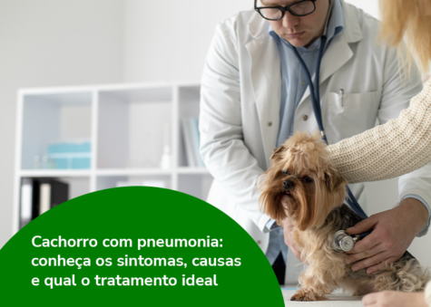 Cachorro com pneumonia: conheça os sintomas, causas e qual o tratamento ideal
