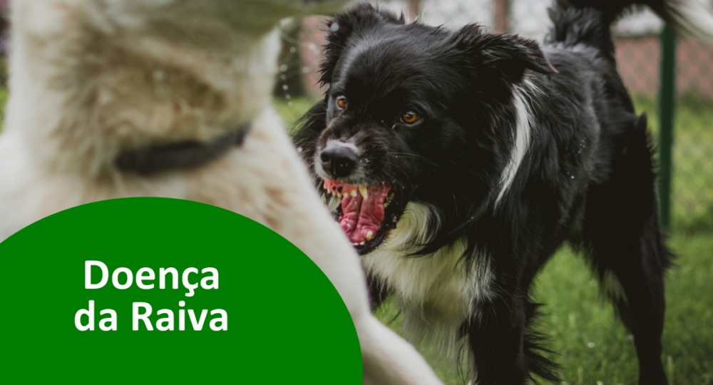 Dia mundial da luta contra a raiva