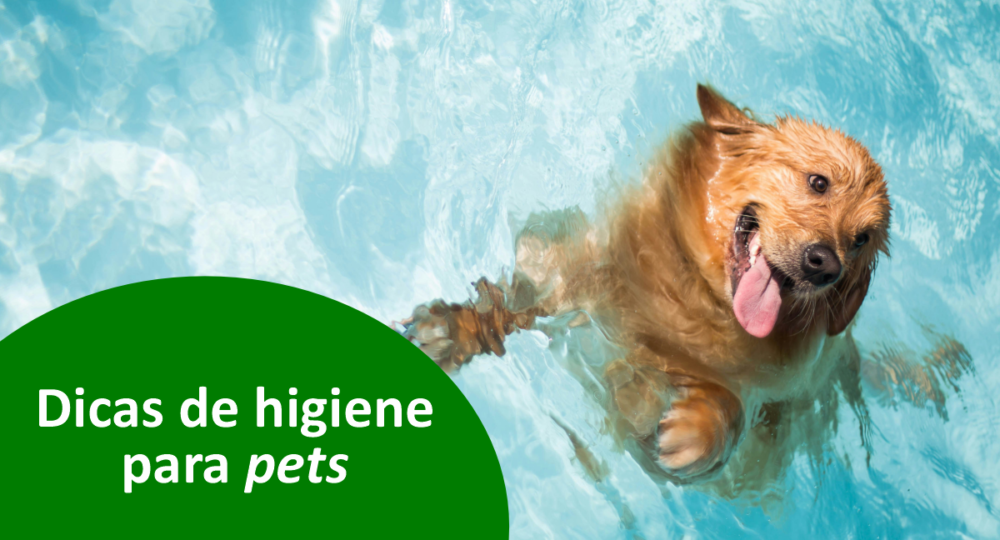 Dicas de higiene para pets