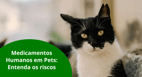 Automedicação em Pets e o Uso de Medicamentos Humanos em Animais: Entenda os Riscos