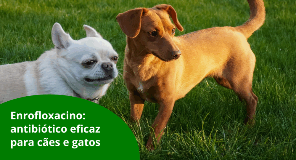 Enrofloxacino: antibiótico eficaz para cães e gatos