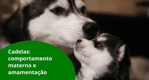 Cadelas: comportamento materno e amamentação