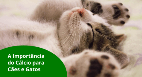 A Importância do Cálcio para a Saúde de Cães e Gatos