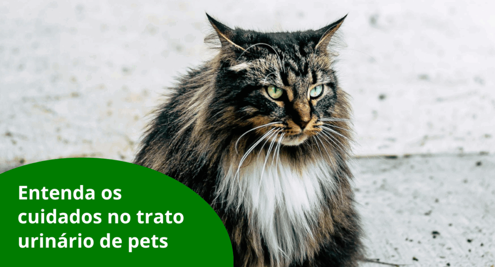 Entenda os cuidados no trato urinário de pets
