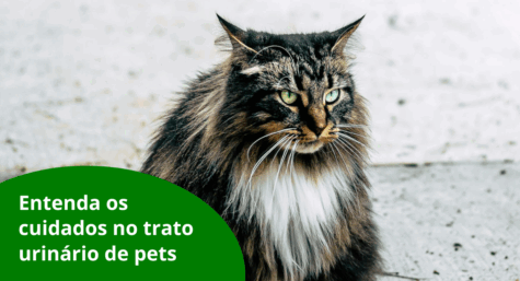 Entenda os cuidados no trato urinário de pets