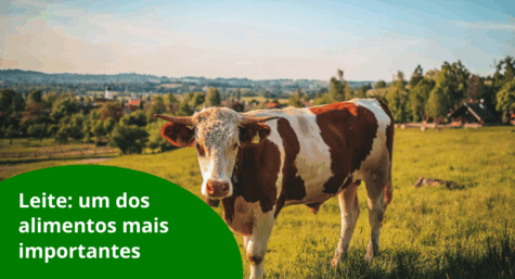 Leite: um dos alimentos mais importantes do Brasil