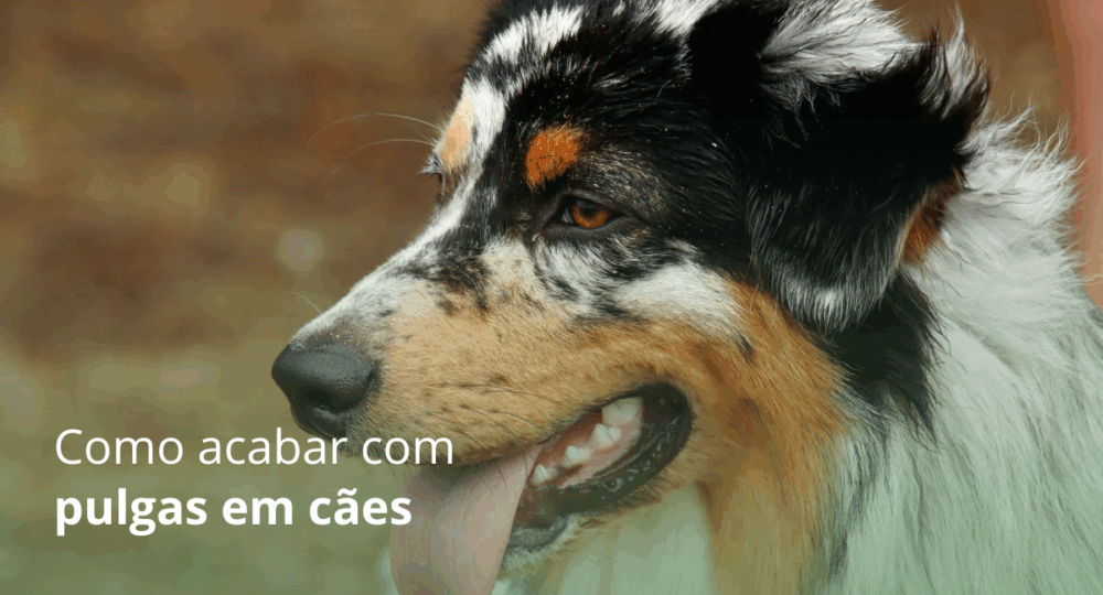 Como acabar com pulgas em cães