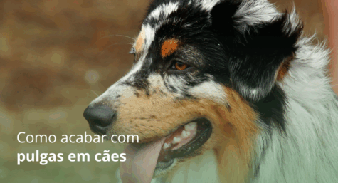 Como acabar com pulgas em cães