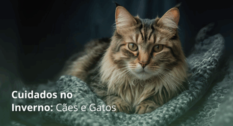 Cuidados no Inverno: Cães e Gatos