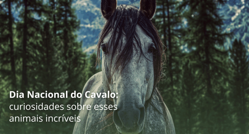 Dia Nacional do Cavalo: curiosidades sobre esses animais incríveis