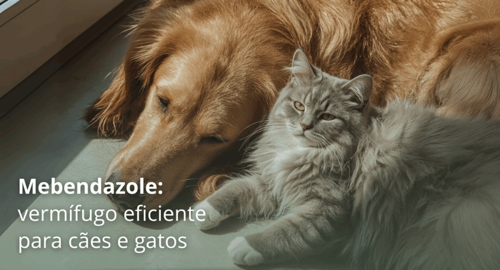 Mebendazole: vermífugo eficiente para cães e gatos