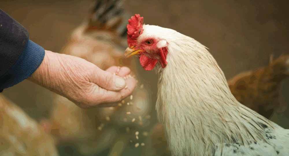 Vermífugos para Suínos e Aves: Por que são indispensáveis?