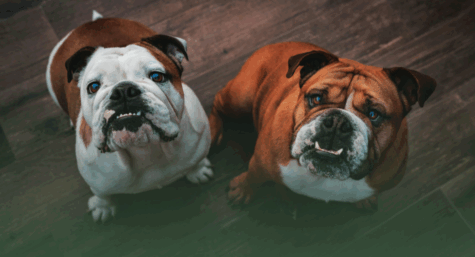 Raiva animal, uma doença grave. Entenda!