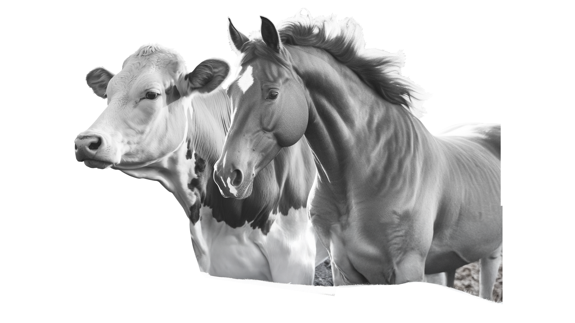 VACA E CAVALO 22 - HOME