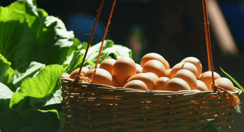 Dia do Ovo: um convite a reflexão