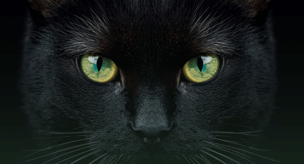 Gatos pretos: entre mitos, sorte e protagonismo