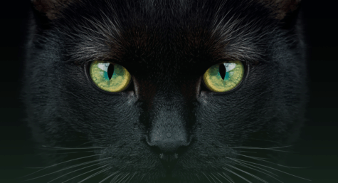 Gatos pretos: entre mitos, sorte e protagonismo