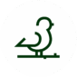 PASSARO BRANCO