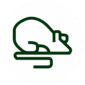 RATO BRANCO