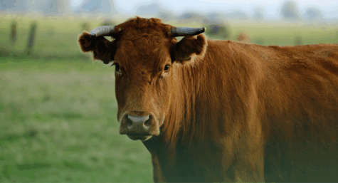 Belthrine: Combate eficaz contra mosca dos estábulos