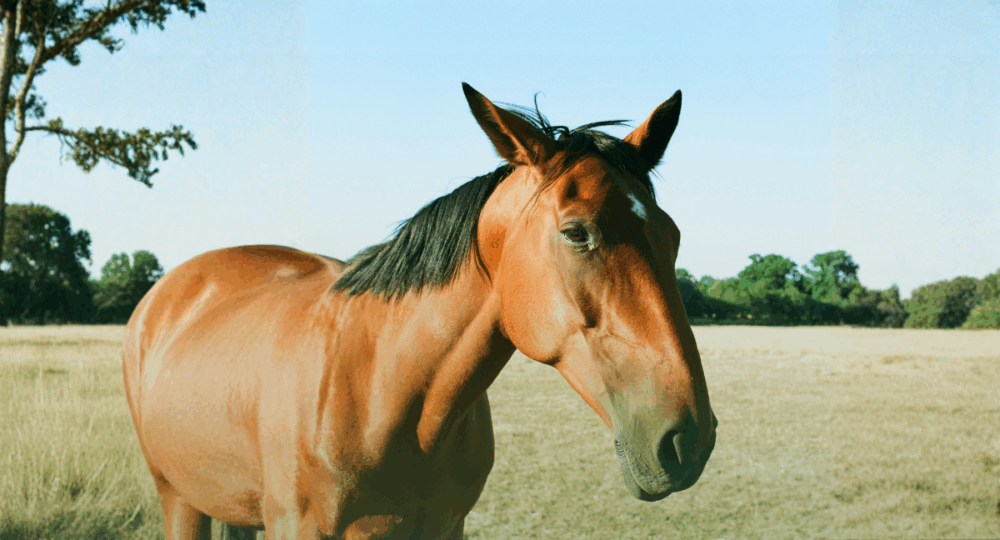 Higienização de Equinos: Como Cuidar da Pelagem e do Bem-Estar do Cavalo