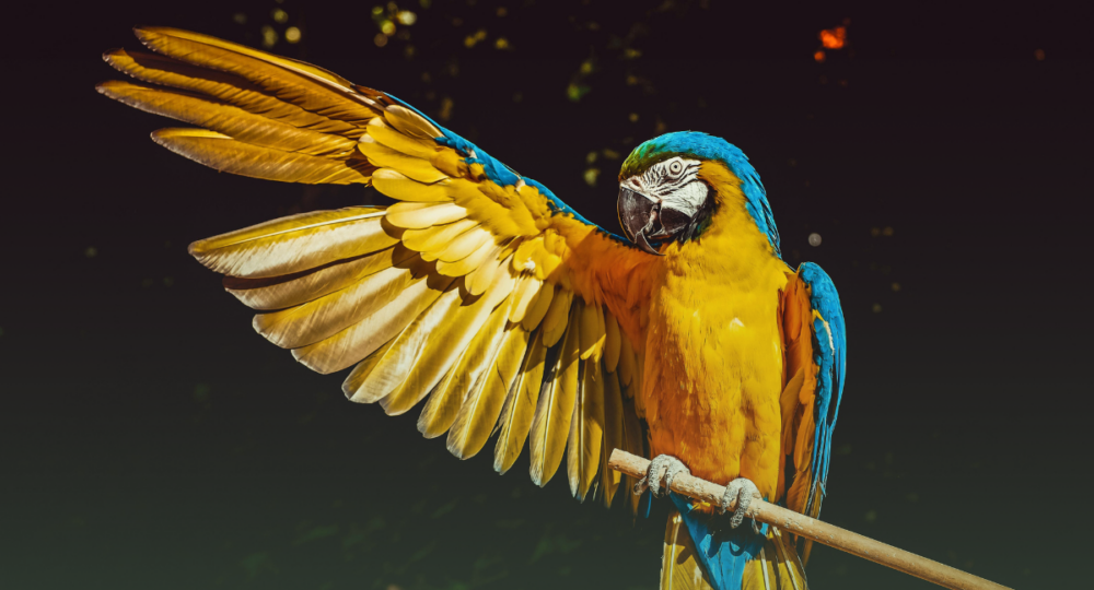 Dia Internacional dos Direitos dos Animais: Porque Essa Data Importa