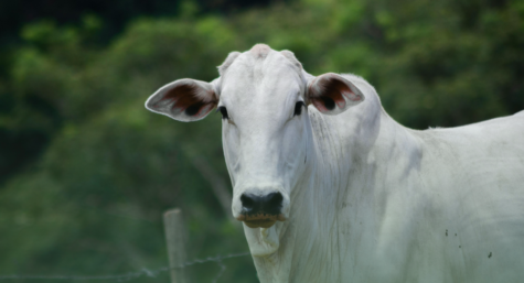 Prevenção e tratamento de bicheiras em bovinos e equinos