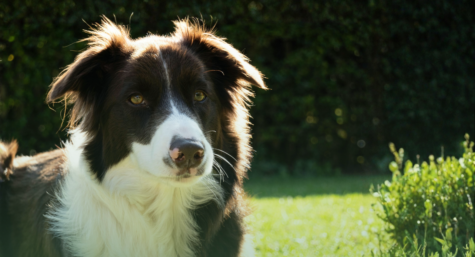Chuvas aumentam o risco de verminoses em cães: saiba como proteger seu pet