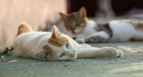 Abril Laranja: prevenção da crueldade contra os animais