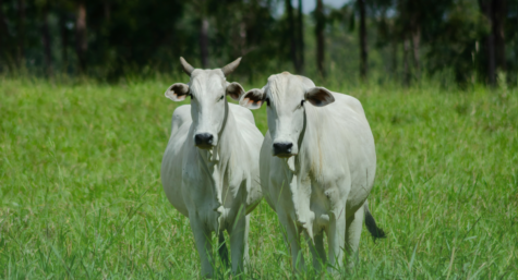 Período de seca: por que aumentam as doenças de pele?