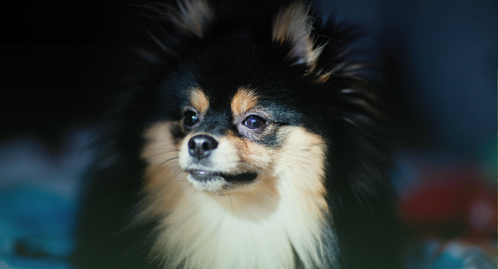 Linoplus e Beutiplus: auxílio na saúde da pele e pelos