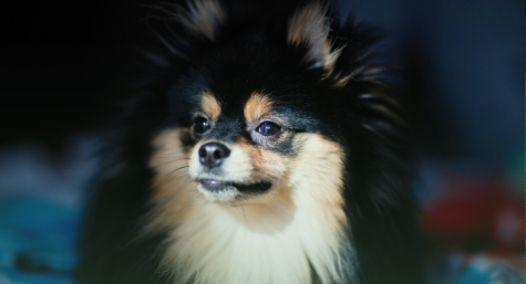 Linoplus e Beutiplus: auxílio na saúde da pele e pelos