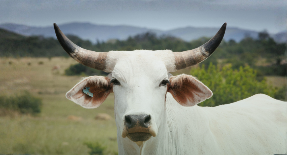 A importância da suplementação de grandes animais para a produtividade