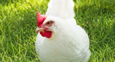 Avemil Solúvel: Tratamento de doenças bacterianas do trato digestivo e respiratório em aves