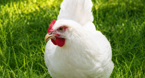 Avemil Solúvel: Tratamento de doenças bacterianas do trato digestivo e respiratório em aves