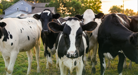 Bem-estar animal como fator essencial para produtividade e qualidade dos produtos de origem animal