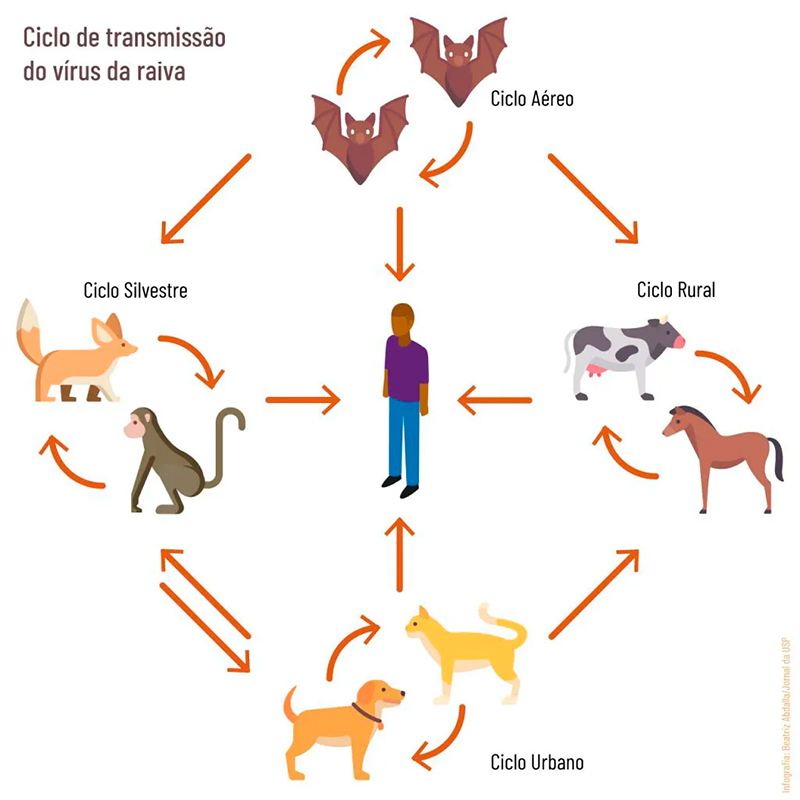 Ciclos de transmissão da raiva 